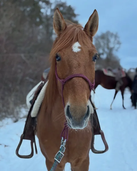 Kôň z OZ Kone Gilianka